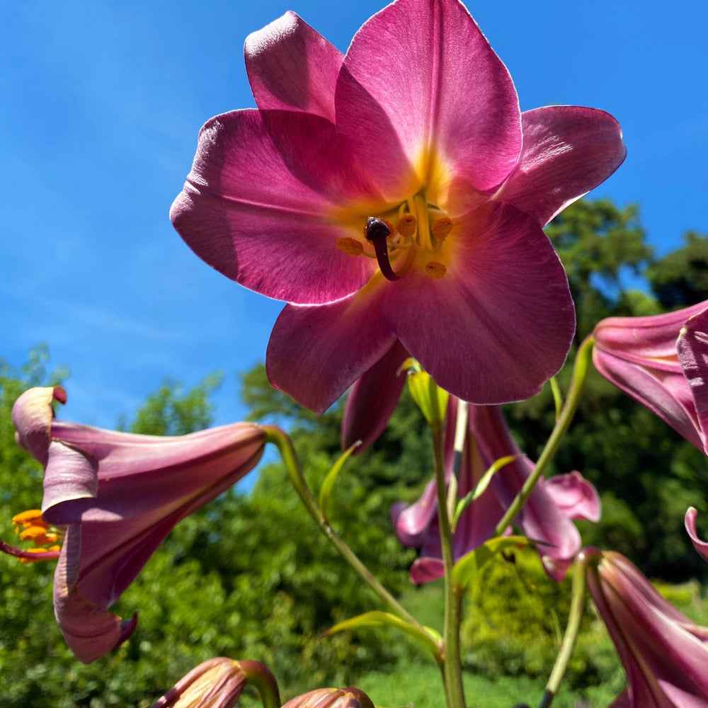 Lilium - Trumpet Lily Pink Perfection: 1 bulb