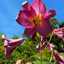Lilium - Trumpet Lily Pink Perfection: 1 bulb