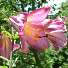 Lilium - Trumpet Lily Pink Perfection: 1 bulb