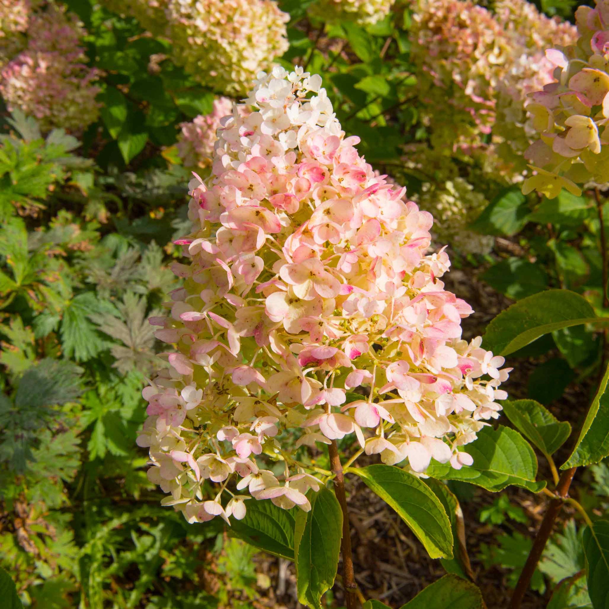 Vanilla Strawberry™ Hydrangea