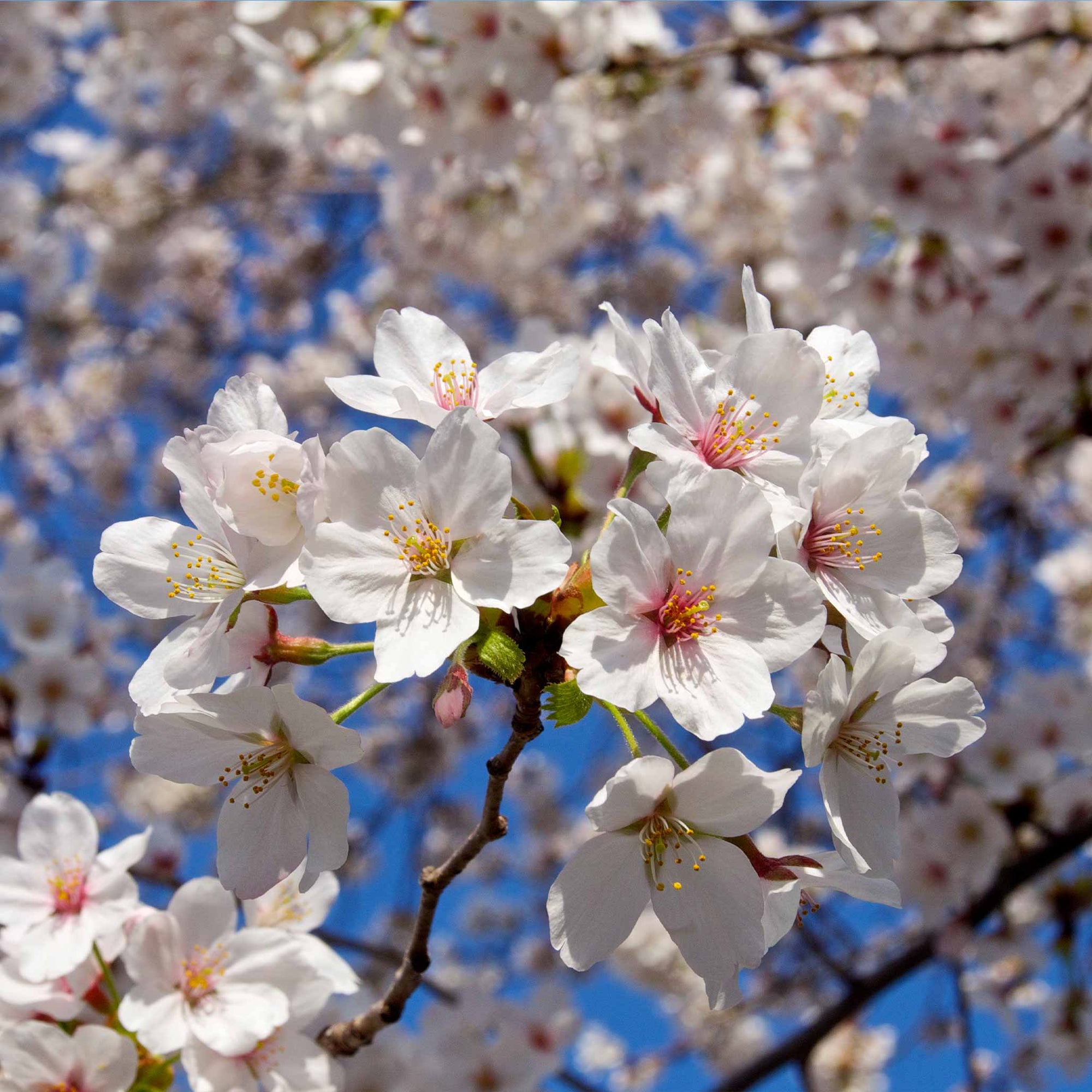 Weeping Yoshino Flowering Cherry