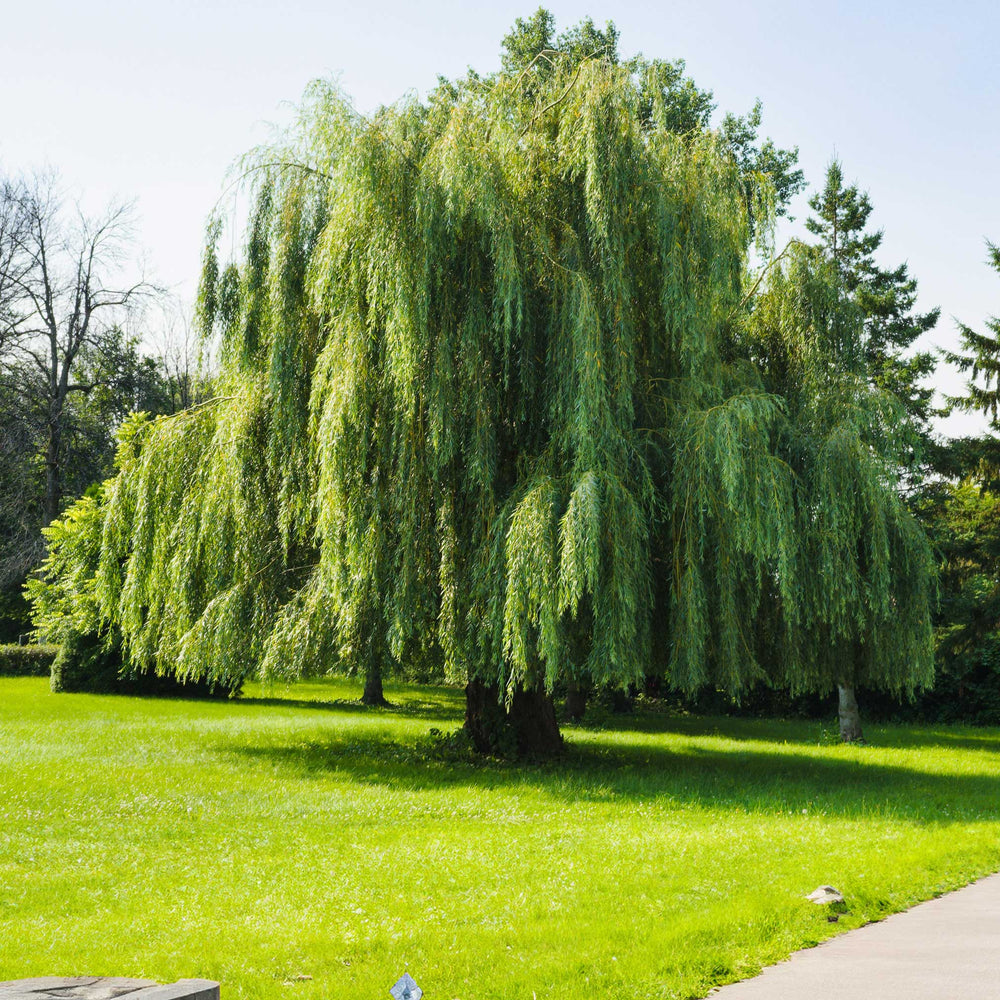 Weeping Willow