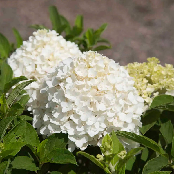 White wedding Hydrangea