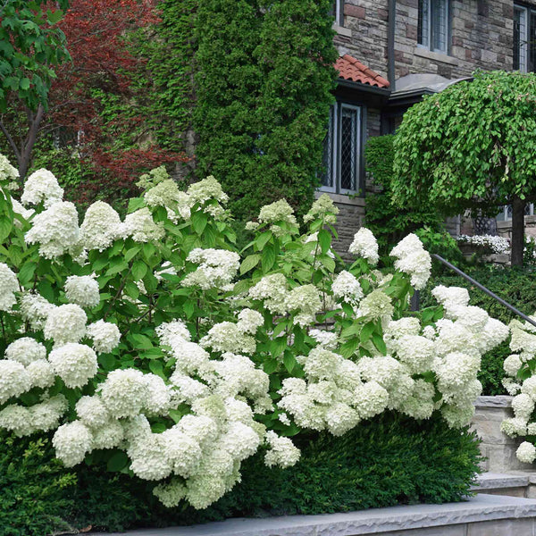 White wedding Hydrangea