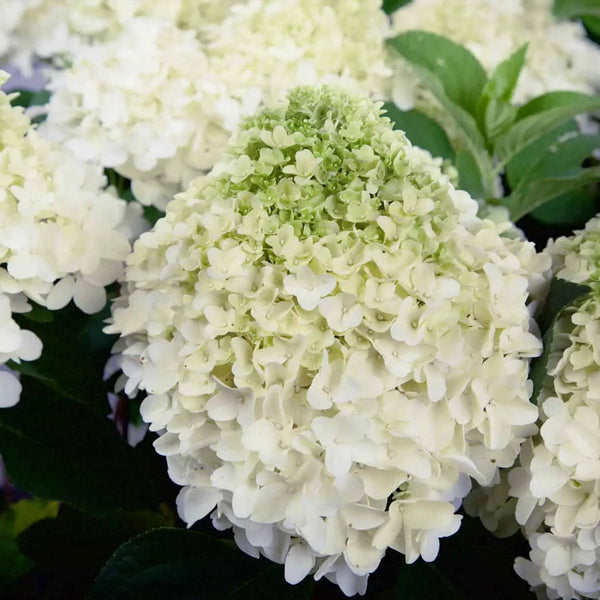 White wedding Hydrangea