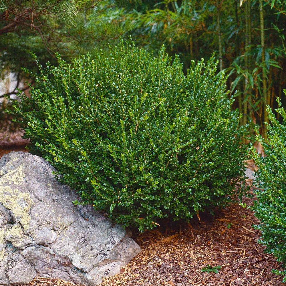 Wintergreen Boxwood