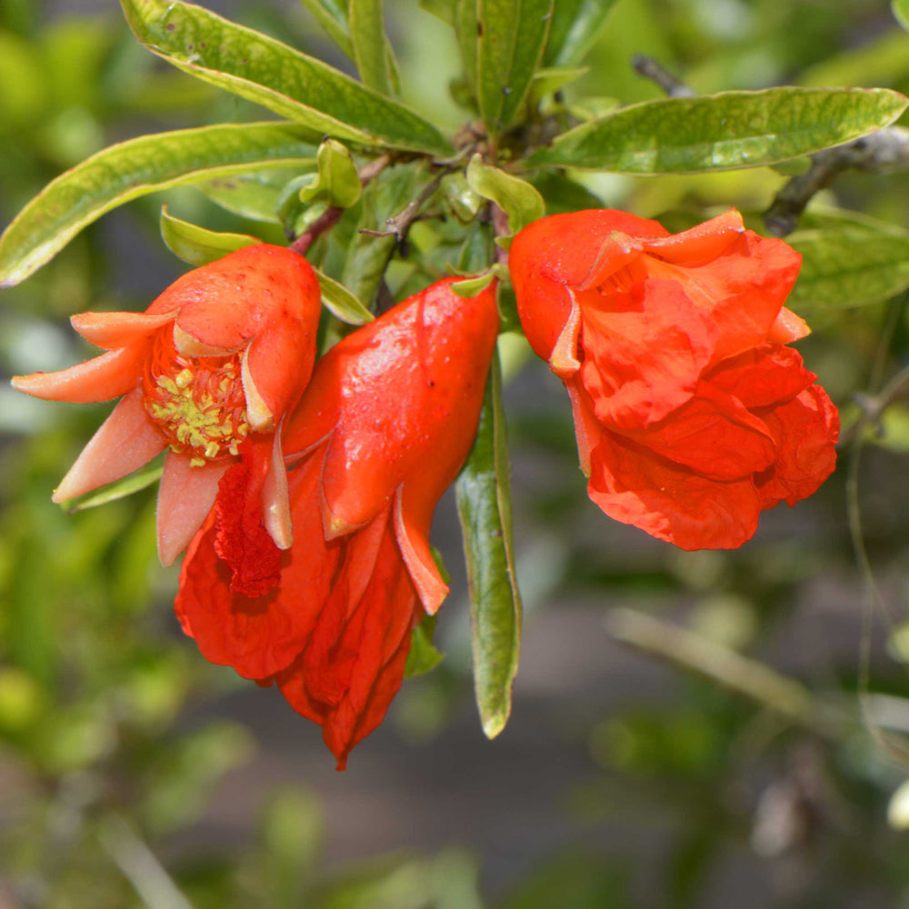 Wonderful Pomegranate Tree