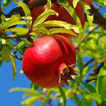 Wonderful Pomegranate Tree