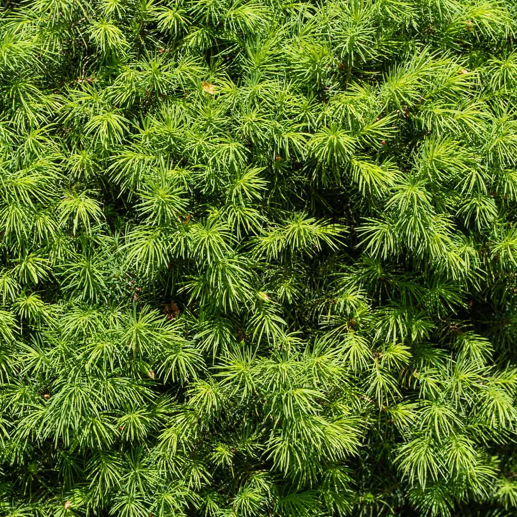 Dwarf Alberta Spruce