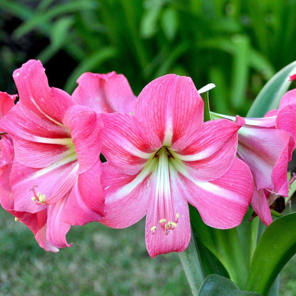 Amaryllis - Pink Flush: 1 Bulb