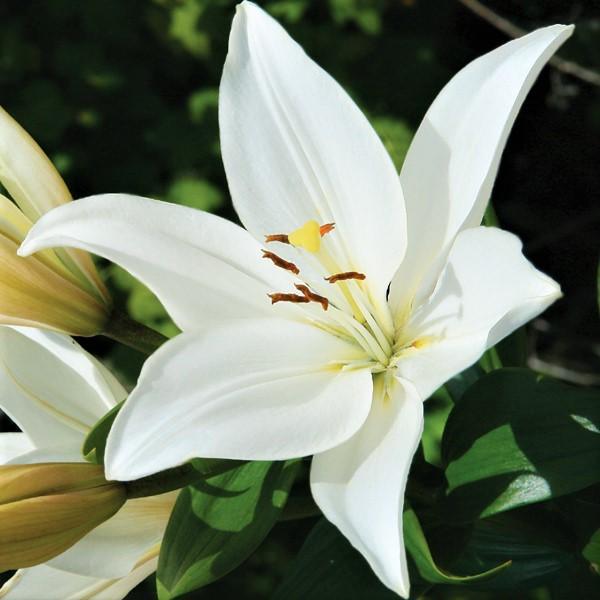Lilium - Asiatic Lily Bright Diamond: 3 bulbs