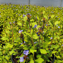 Ceratostigma plumbaginoides 1Q