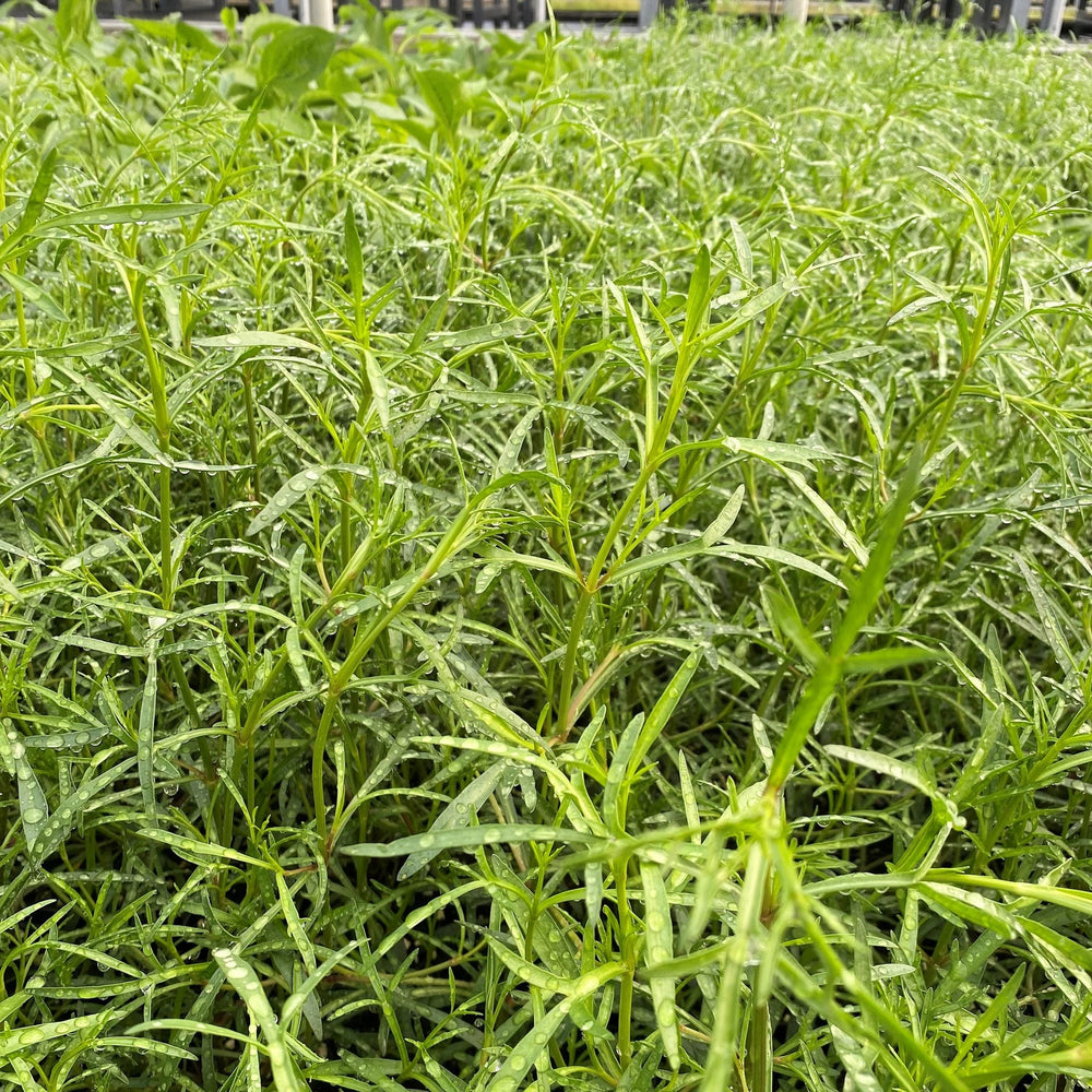 Coreopsis rosea 1G