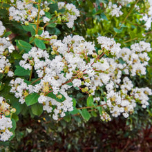 Natchez Crapemyrtle