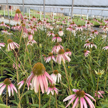 Echinacea x Pretty Parasols 1G