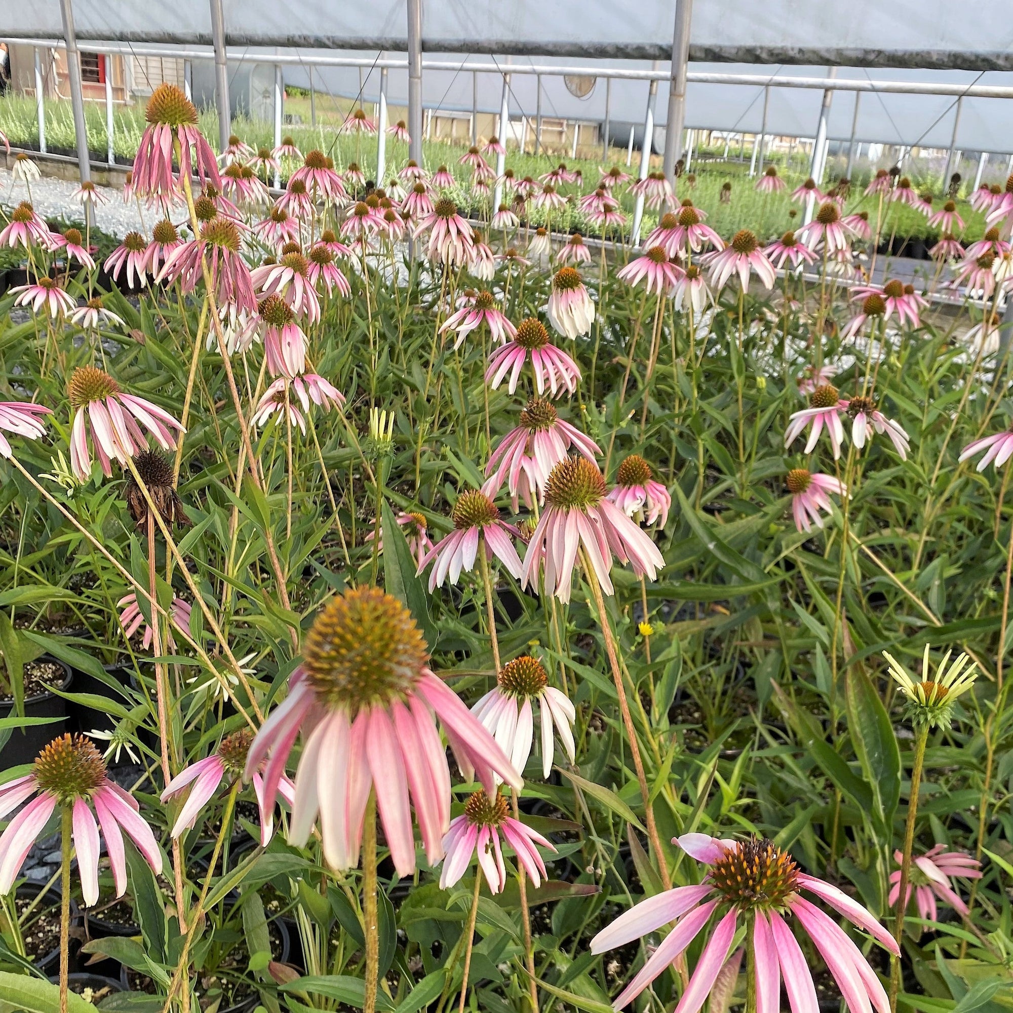 Echinacea x Pretty Parasols 1G