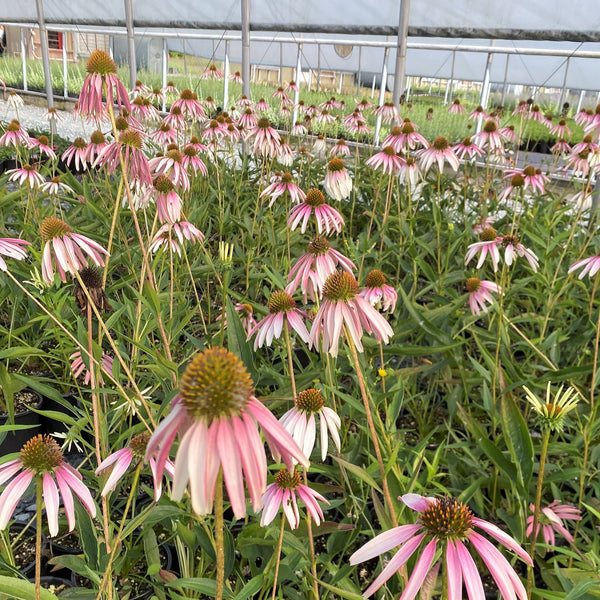 Echinacea x Pretty Parasols 1G