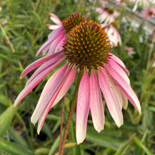 Echinacea x Pretty Parasols 1G
