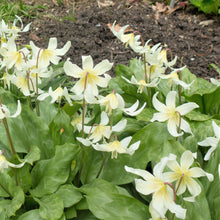 Erythronium - Californicum White Beauty: 3 Bulbs