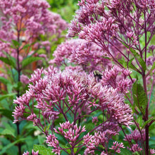 Eupatorium maculatum 1G