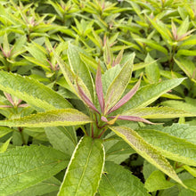 Eupatorium dubium Baby Joe 1G