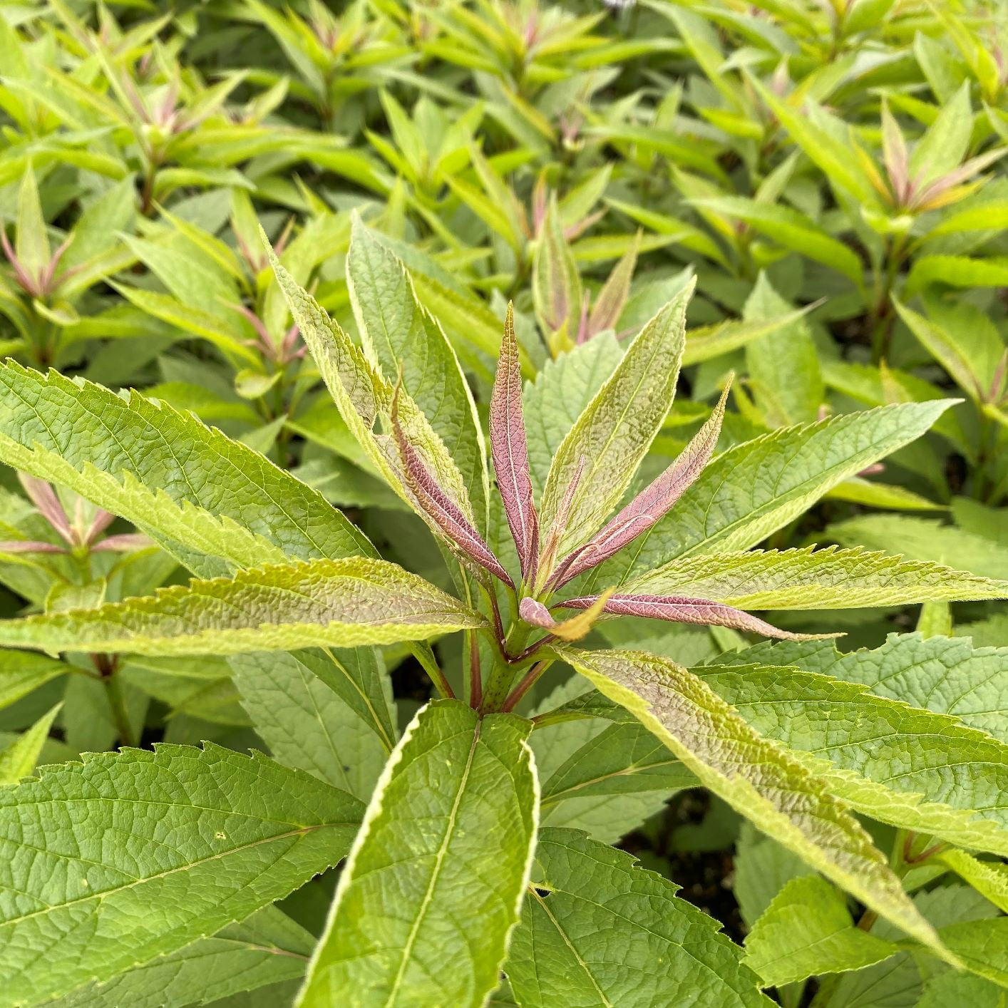 Eupatorium dubium Baby Joe 1G