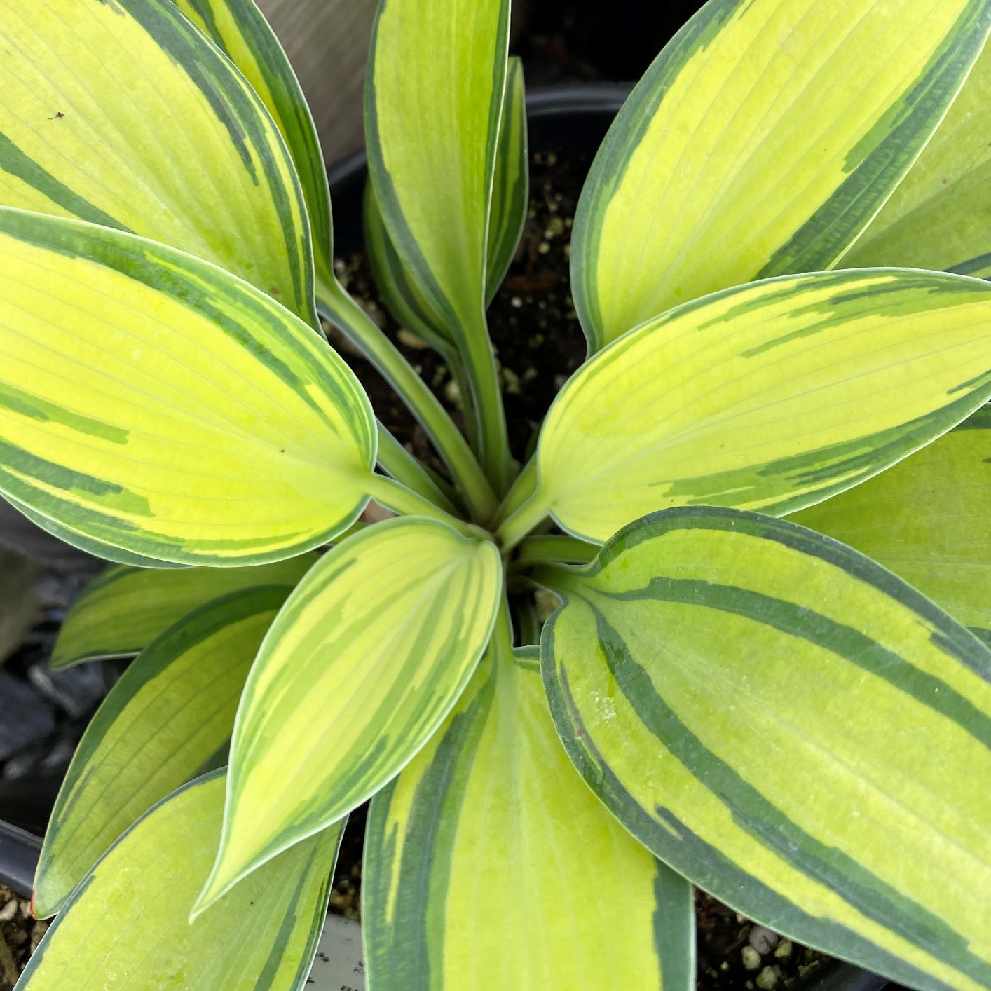 Hosta x June 1Q