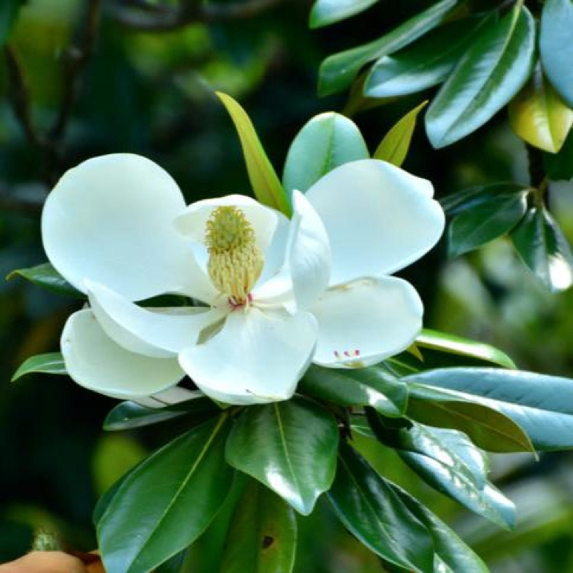 Teddy Bear® Southern Magnolia