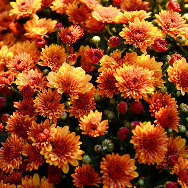 Garden Mums