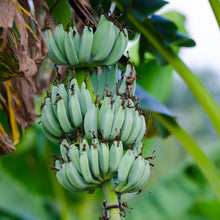 Ice Cream Banana Tree