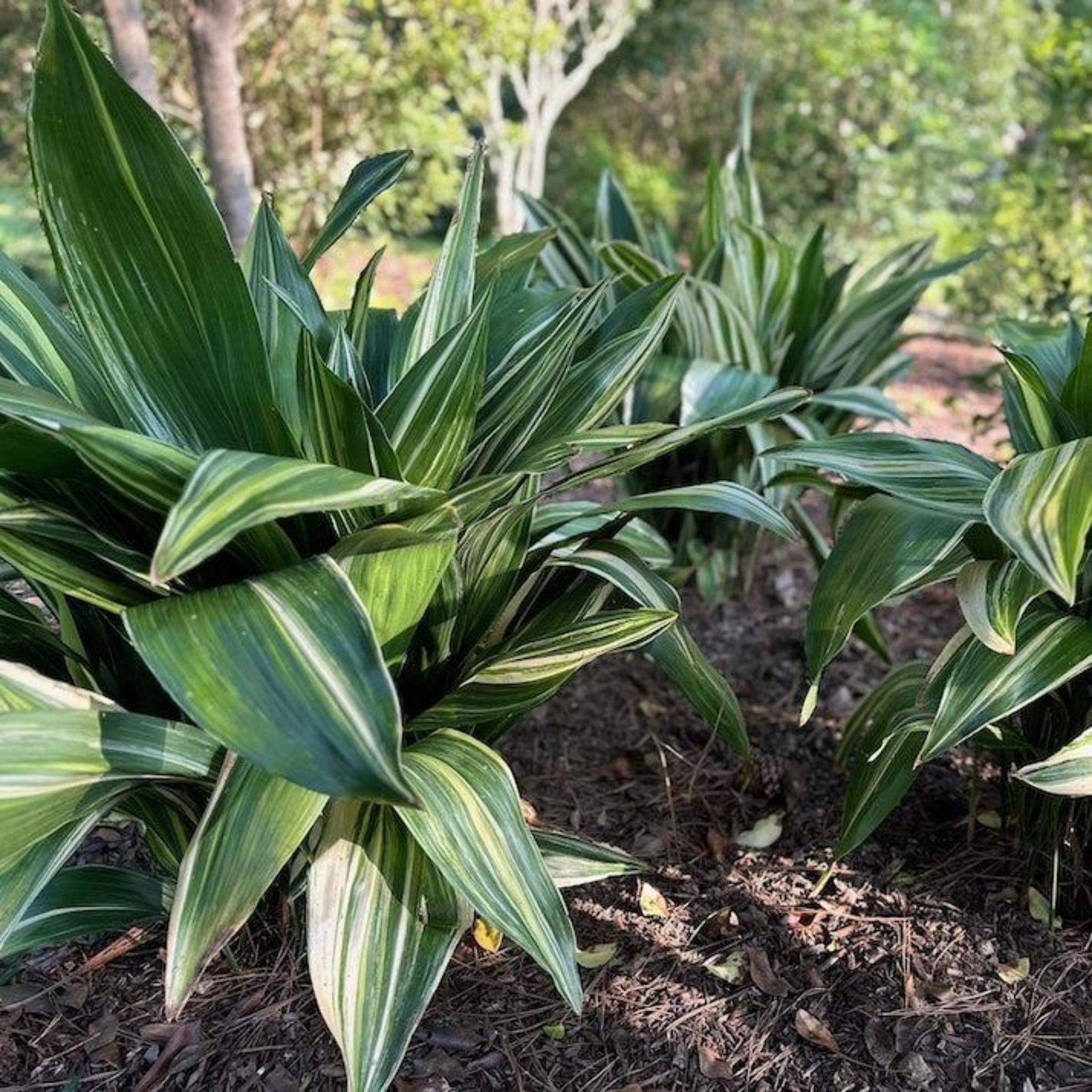 Variegated Cast Iron Plant