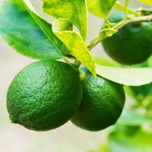 Key Lime Bush