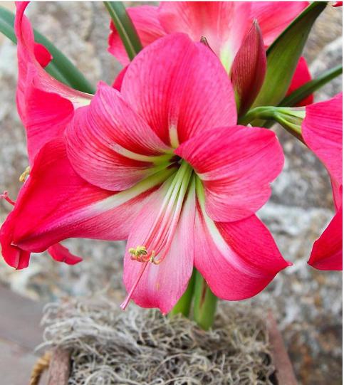 Amaryllis - Pink Flush: 1 Bulb