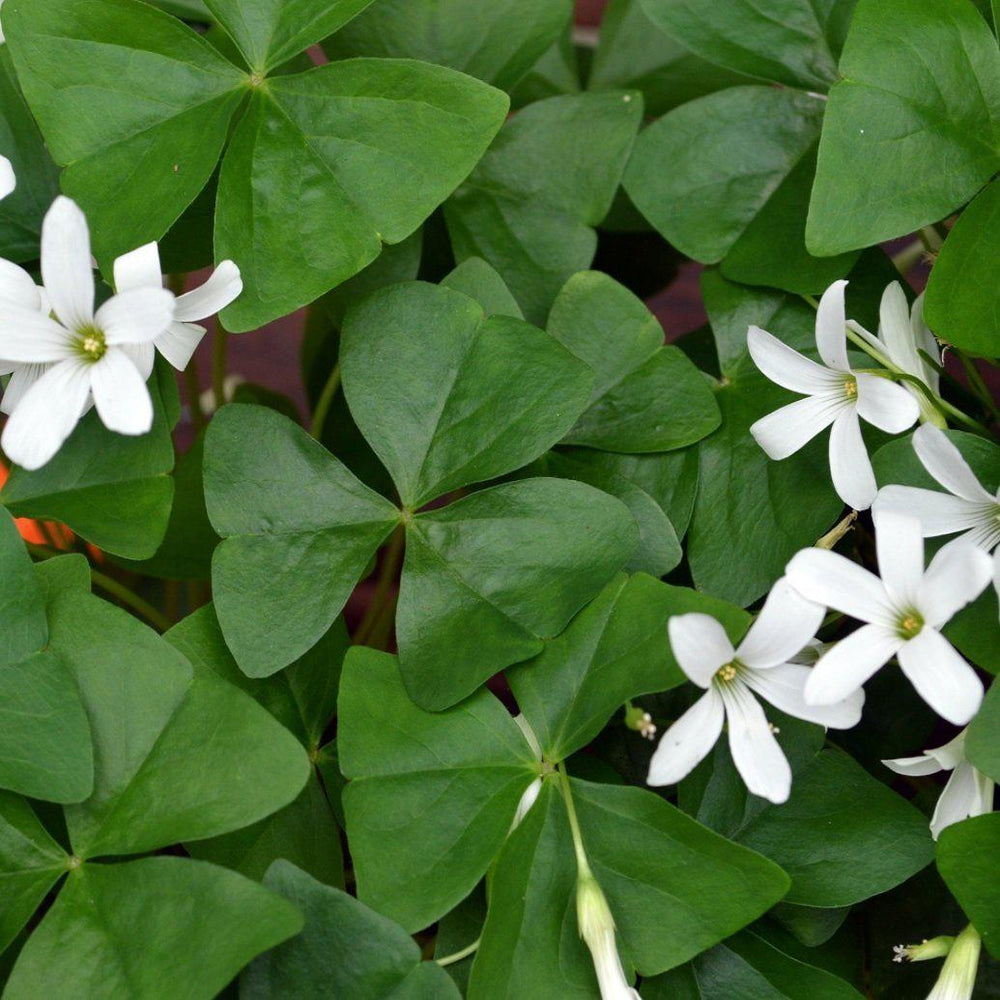 Oxalis - Regnellii Lucky Shamrock: 20 Bulbs