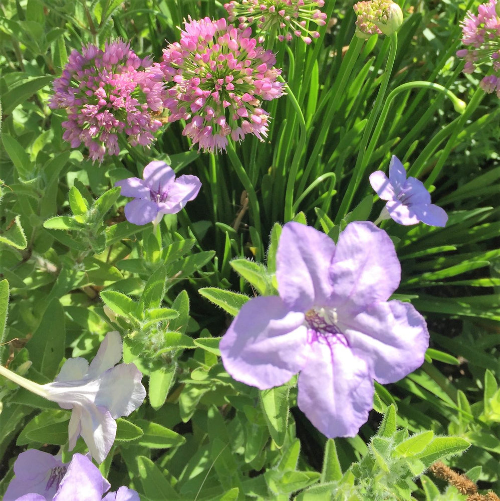 Ruellia humilis 1G