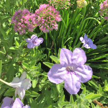 Ruellia humilis 1G