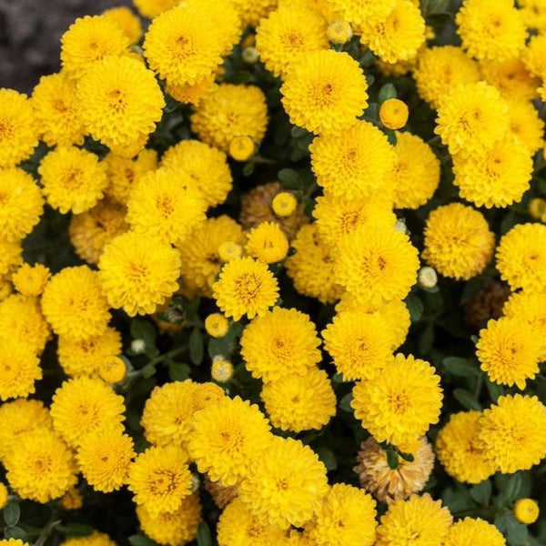 Garden Mums