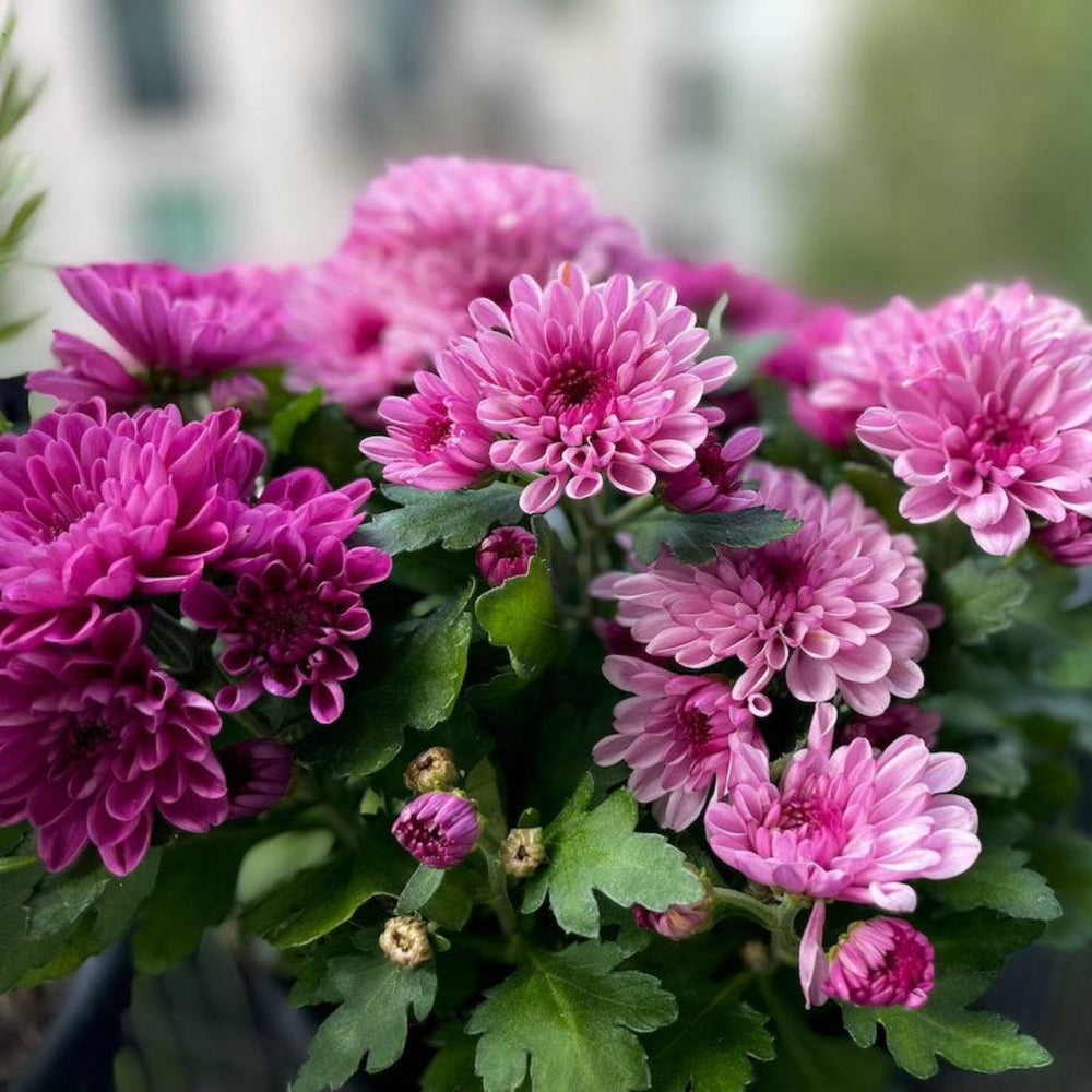 Garden Mums