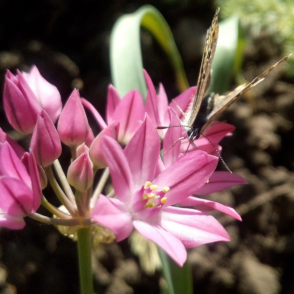 Allium - Oreophilum: 20 Bulbs