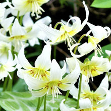 Erythronium - Californicum White Beauty: 3 Bulbs