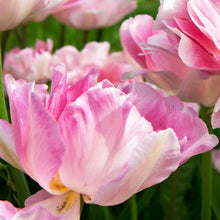 Tulip - Angelique: 10 Bulbs