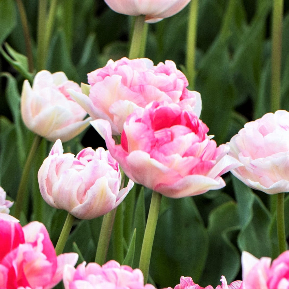 Tulip - Angelique: 10 Bulbs