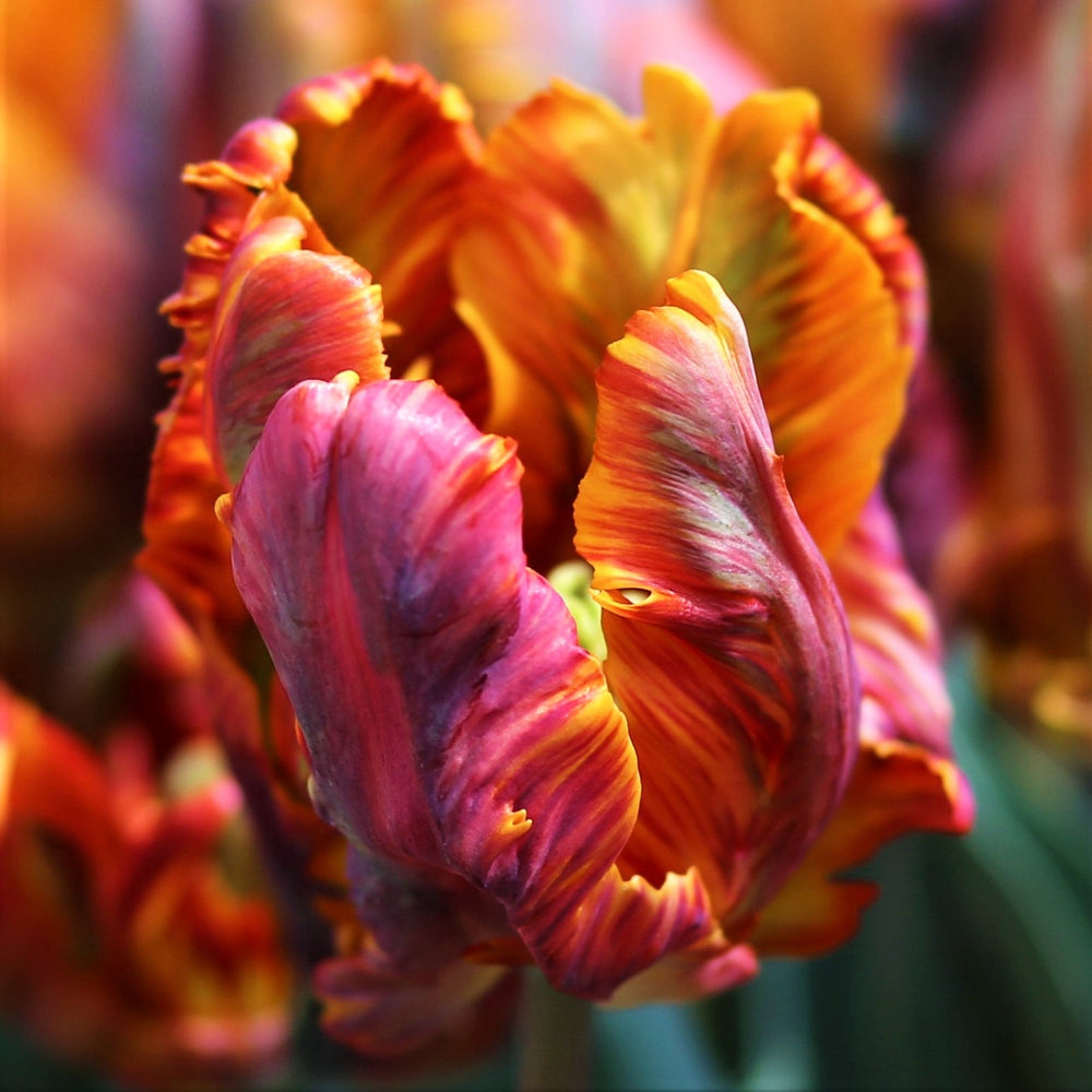 Tulip - Blumex: 10 Bulbs