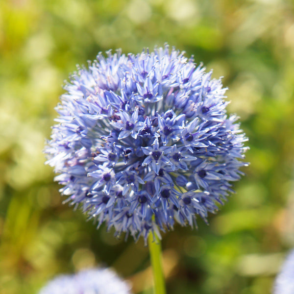 Allium - Azureum Blue of the Heavens: 20 Bulbs