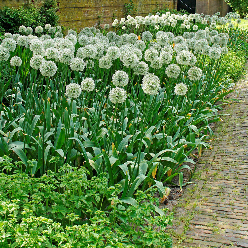 Allium - Mount Everest: 3 Bulbs