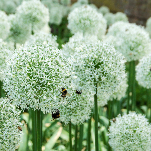 Allium - Mount Everest: 3 Bulbs