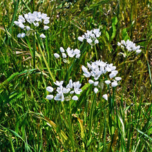 Allium - Neapolitanum Naples Garlic: 20 Bulbs