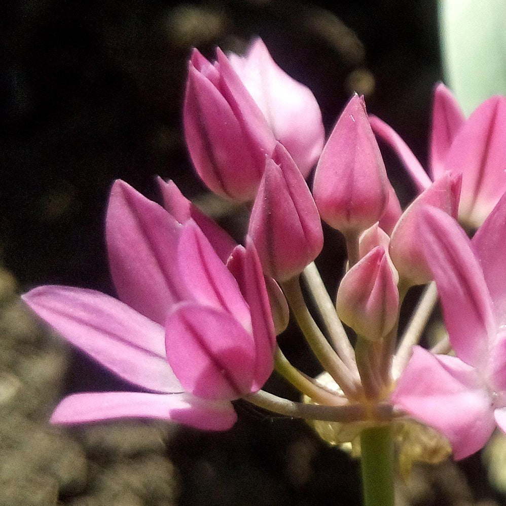 Allium - Oreophilum: 20 Bulbs