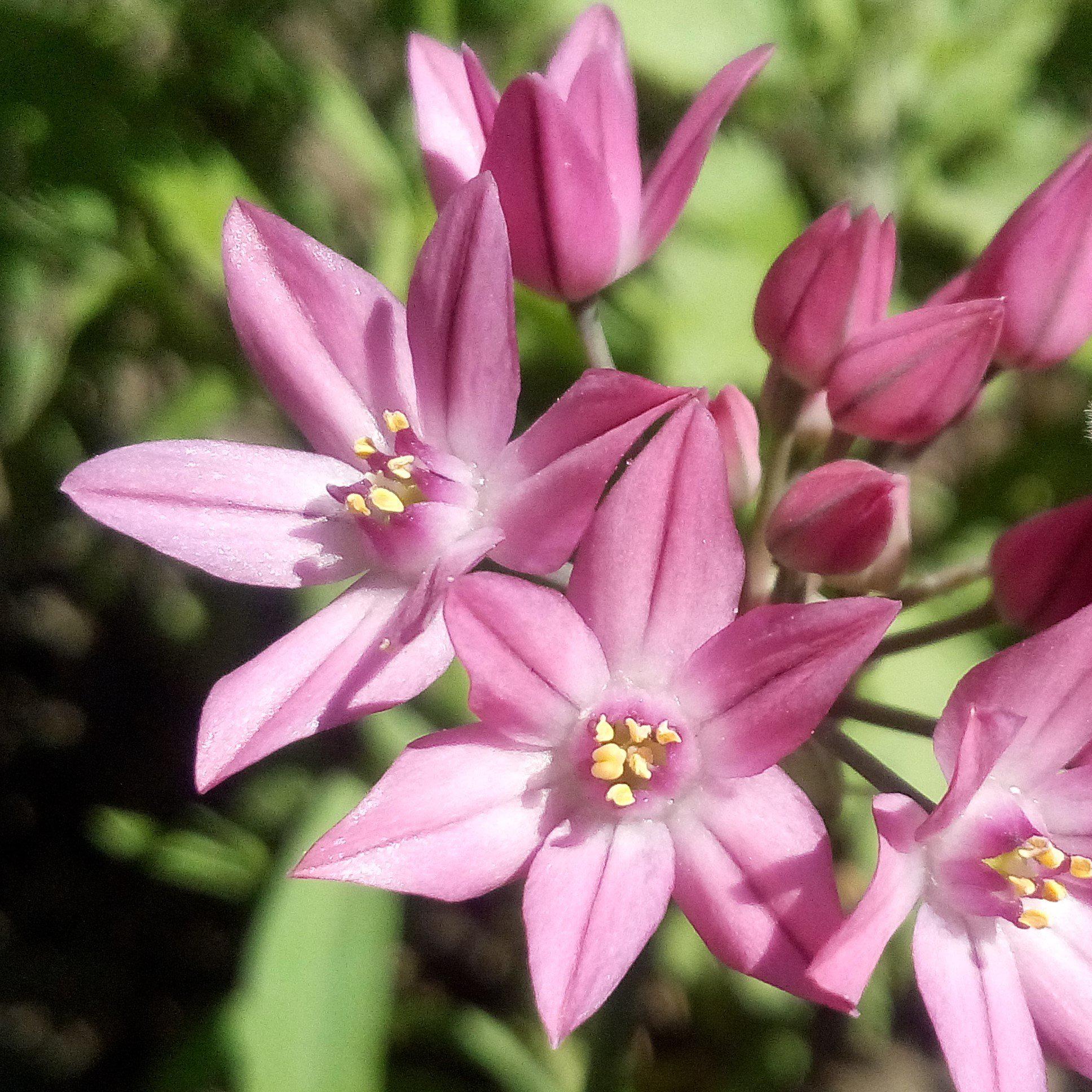 Allium - Oreophilum: 20 Bulbs