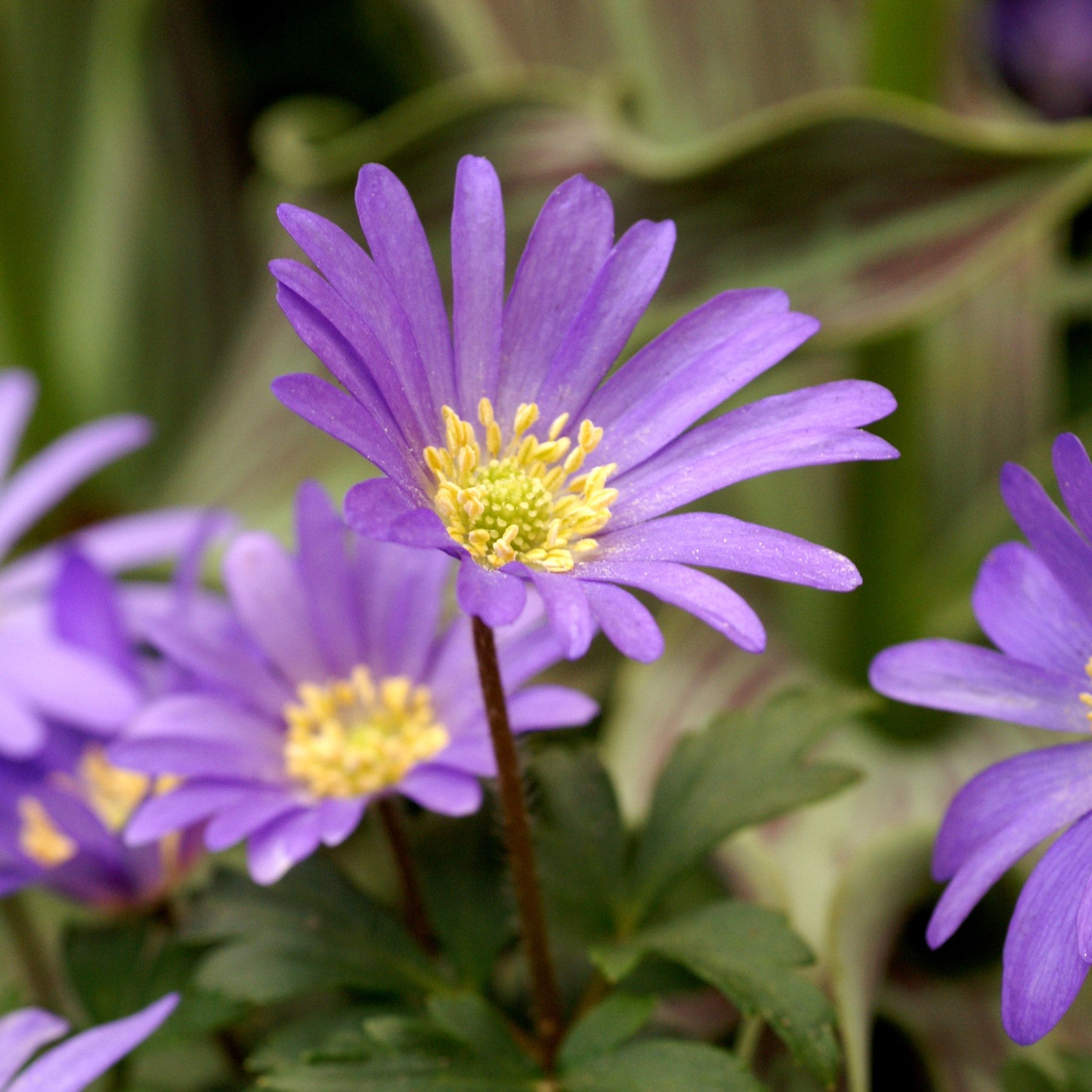 Anemone - Blanda Blue Shades: 20 Bulbs